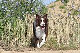BORDER COLLIE 437